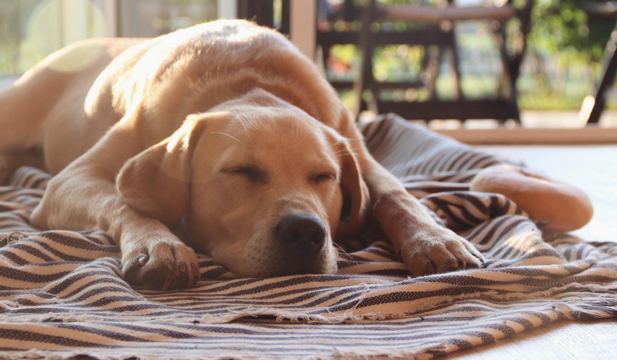 A sleeping Labrador Retriever with the sun on their back lying on a zebra print blanket.
