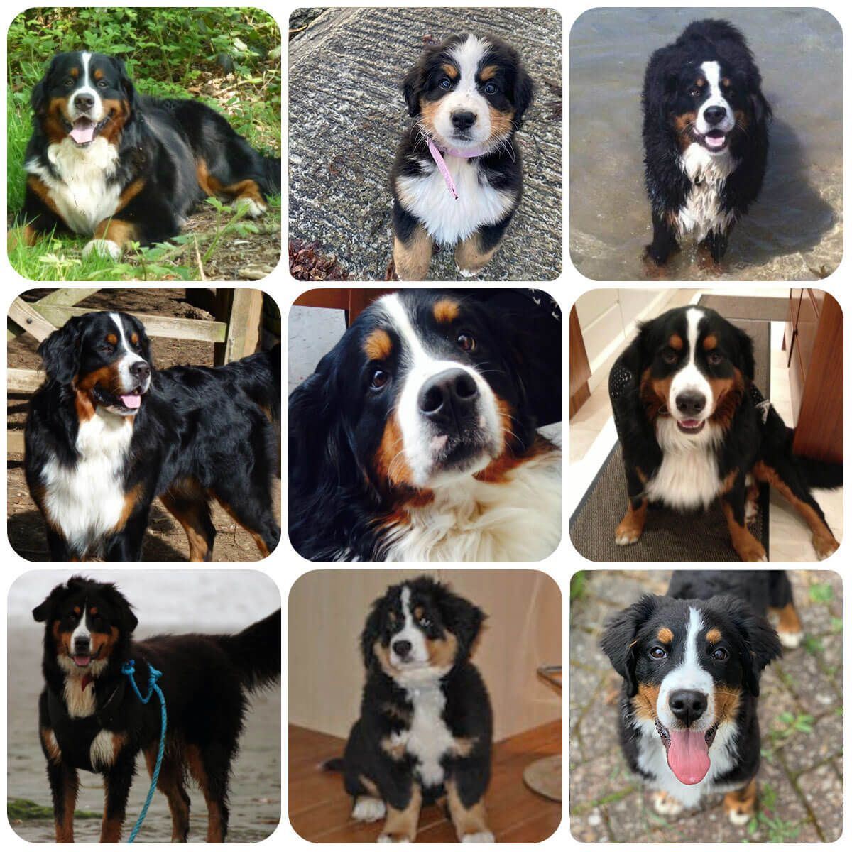 do bernese mountain dogs need much exercise