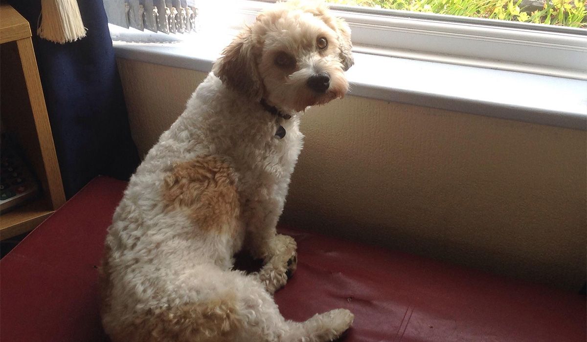 A white and tan curly haired dog looking back at the camera while sitting by the window