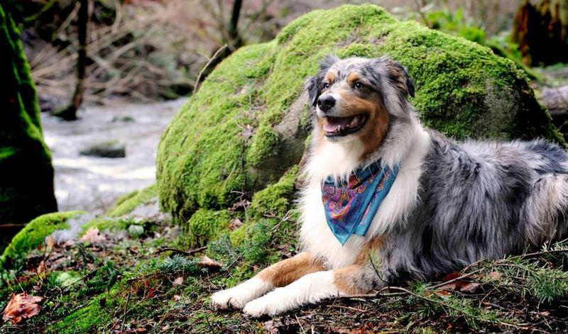 5 doggy Instagram accounts you need to follow