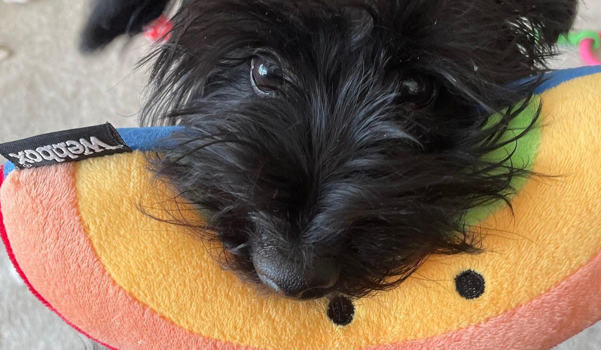 A cute, scruffy, black dog holds a toy watermelon slice