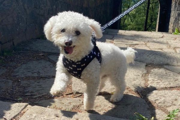 Dudley the Bichon Frise excitedly walking towards the zoo entrance