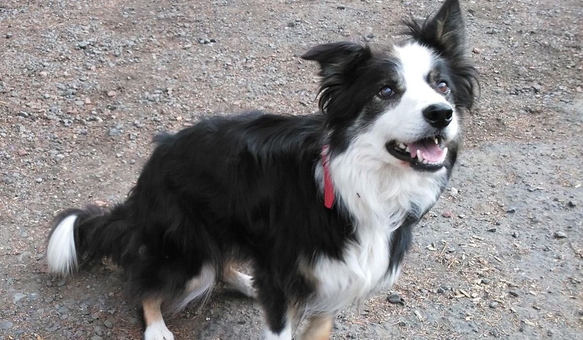 Ralphie, a Border Collie, sits on a country path looking at the person behind the camera