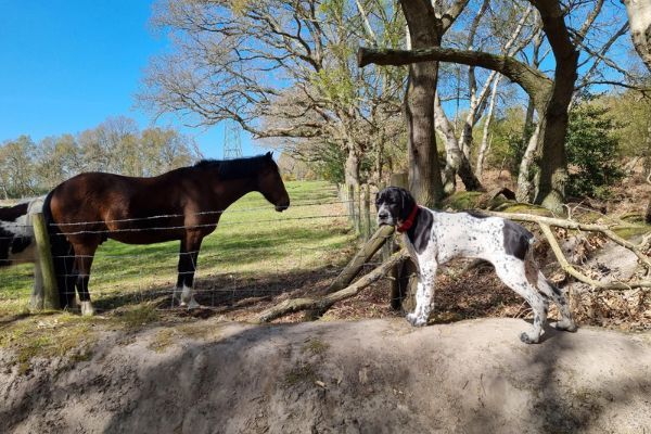 Purdy the Pointer and a large horse 
