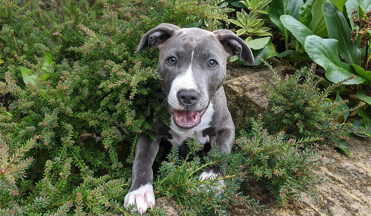 A sweet, grey and white short-haired pup with floppy v-shaped ears is playing hide and seek in the garden shrubs.