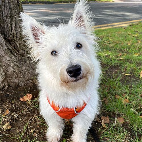Stanley, a West Highland Terrier, standing at the base of a tree looking at camera