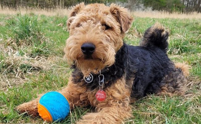 Dylan, the Welsh Terrier