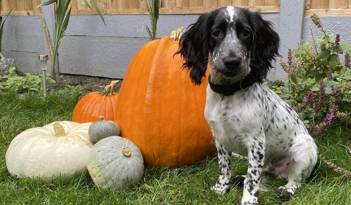 A cute Spaniel pup sitting next to a collection of pumpkins, one as big as the pup itself!
