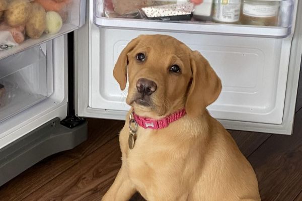 Bonnie the Labrador Retriever sat next to an open fridge