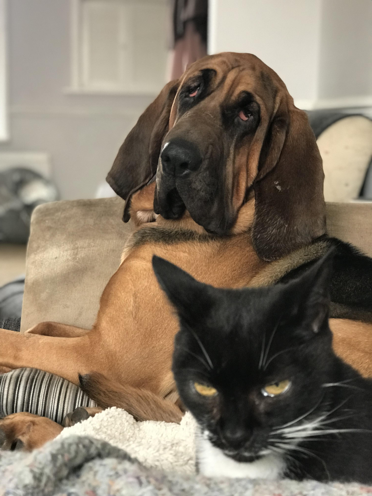 A tan and black dog with drooping jowls and long, floppy ears is relaxing on a sofa with a black and white cat