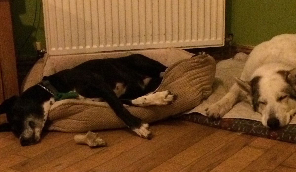Tiggy snoozes in a dog bed beside another dog