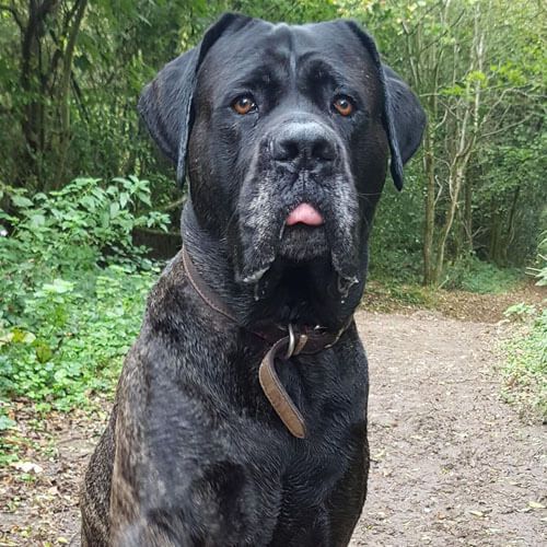 A large, heavy-set black dog is sitting on a path in woodland. He's poking his tongue out just a little bit.