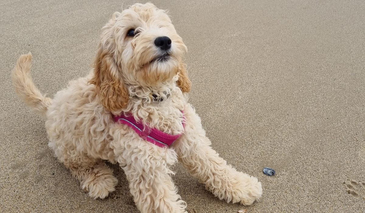A cute, golden, fluffy pup enjoying a walk on the beach.