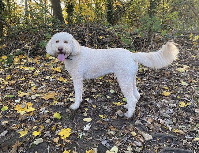 A large, blonde, curly haired dog stands in the woods on an autumnal day