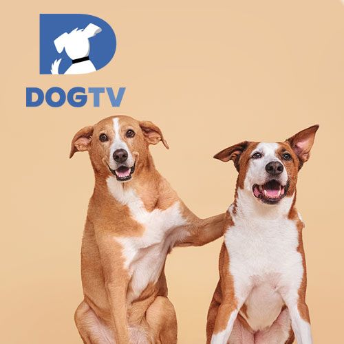 DOGTV - designed for dogs