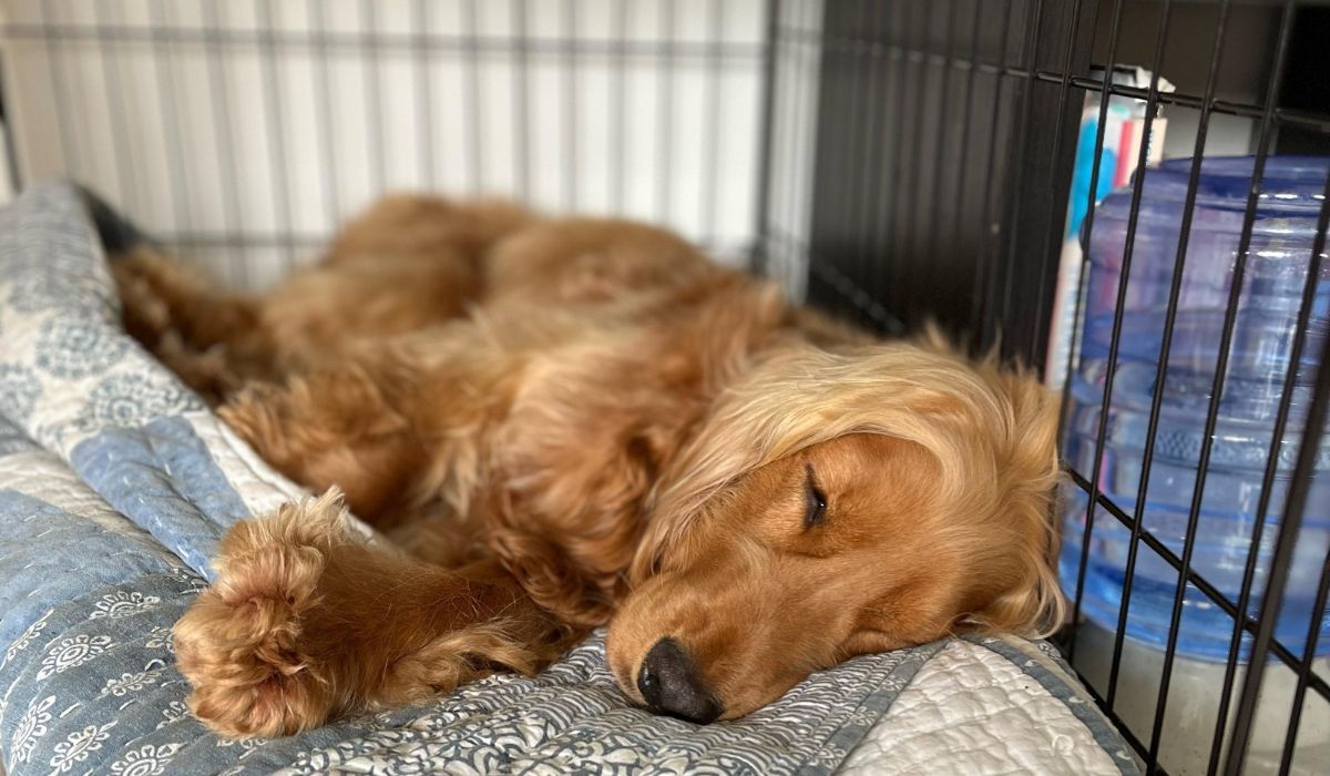 a lovely brown cocker spaniel asleep in his crate with the door open