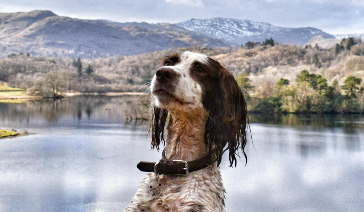 A wet English Springer Spaniel is standing on their hind legs looking very proud of themselves after their swim. Behind them is a lake as smooth as glass, backed by hills covered with woodlands and some small patches of snow at the very top in the distance.