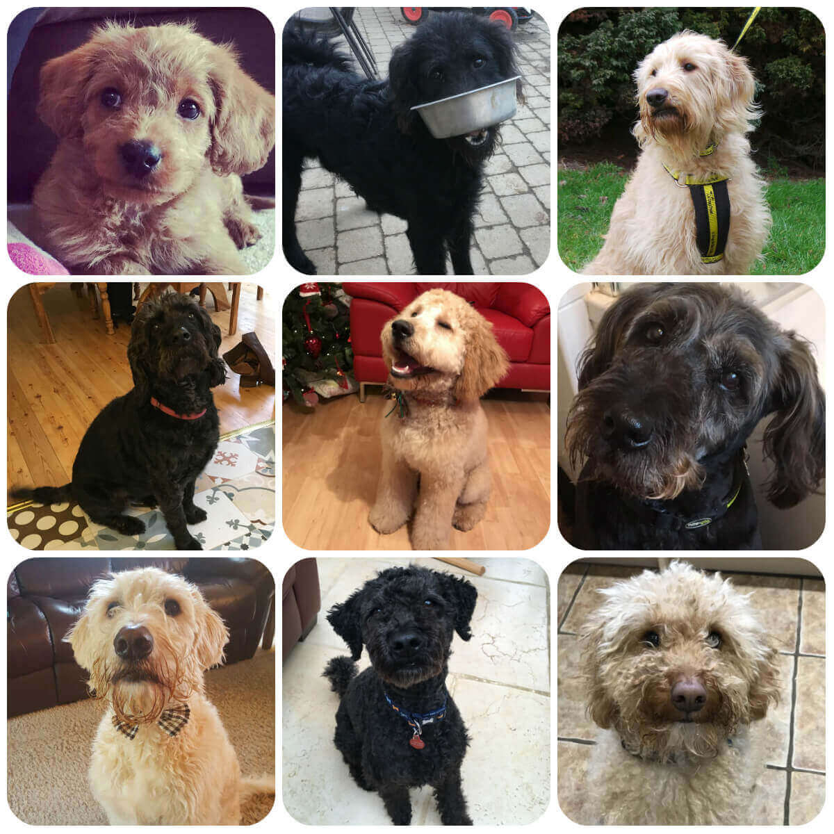 A collage of images of labradoodles. They all have curly hair, but vary a lot in size, colour and features.