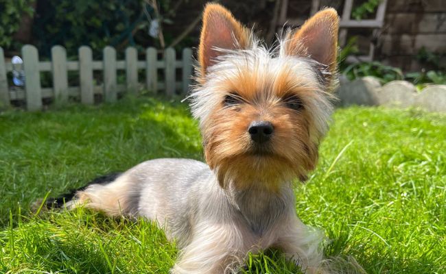 Chicky, the Yorkshire Terrier