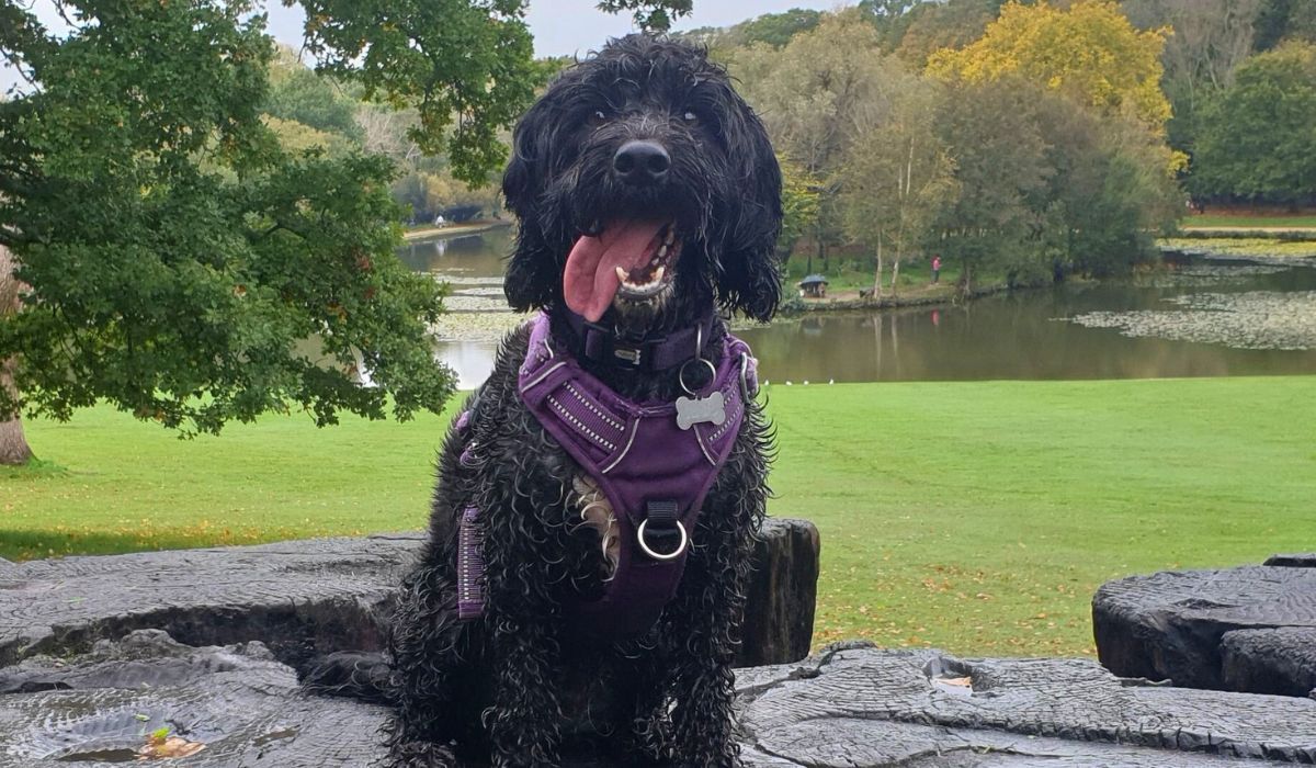 A big, wet, black dog with curly hair and a white patch on their chest, sits on some flat rocks, panting with their tongue hanging out the side