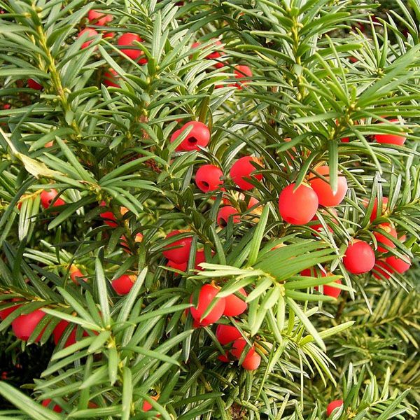 Yew tree