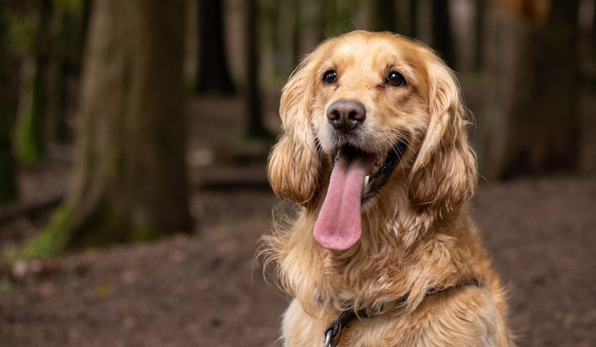 A gorgeous, golden Cross Breed pooch with long, floppy ears, feathered hair around the neck and chest, a long, pink tongue and dark eyes and nose, sits happily in the woods on a dark, autumnal day.