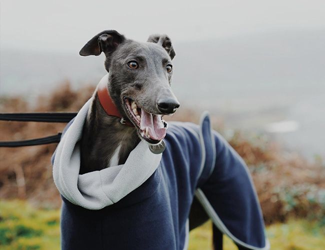 A slim black dog with a long nose is wearing a cosy fleece coat out on an autumnal walk by the coast