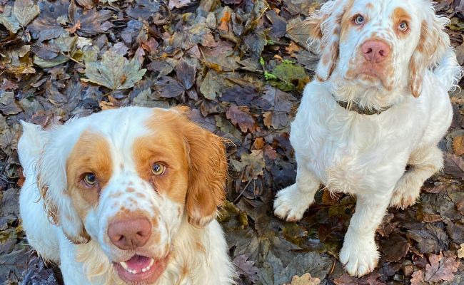 Sid and Wilf, the Clumber Spaniels