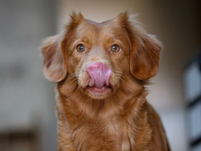 brown dog licking its lips