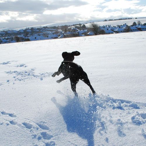 Doggy Member Molly