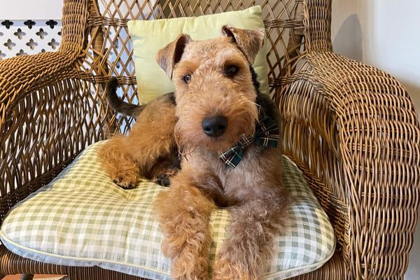 A gorgeous doggy on a wicker seat looking very comfortable