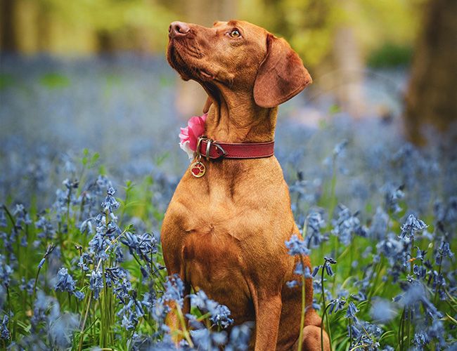 A handsome red dog with floppy ears and a sharp nose sits in a wood full of bluebells