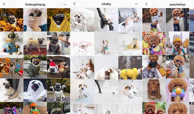 Top 10 Dog Instagrams to follow
