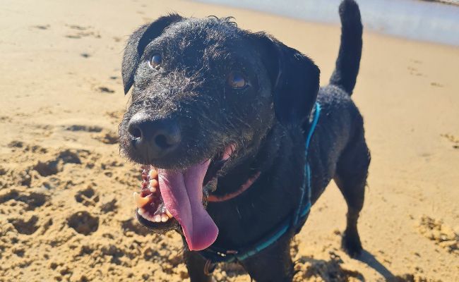 Doggy member Merlin, the Patterdale Terrier having a lot of fun on the beach!