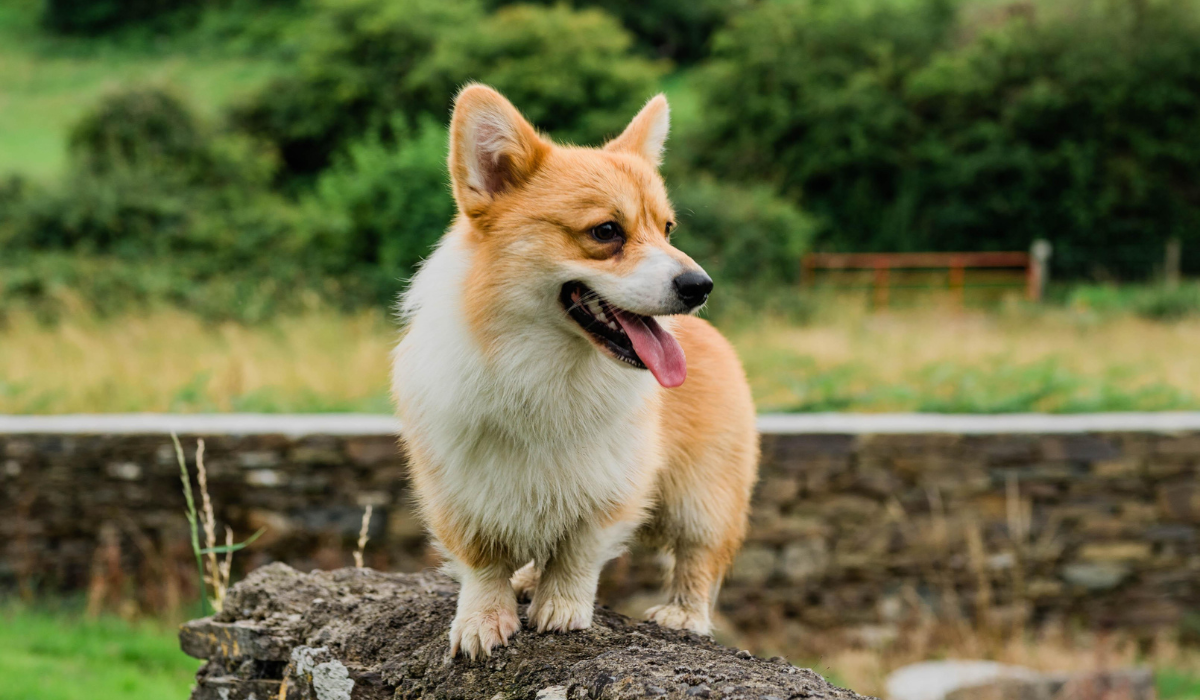 A white and golden corgi, is standing on an old tree stump in a green space. A brick wall lines the green space with further fields and a bushy hedgerow in the distance.