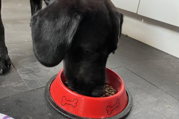 Penfold the Springador munching his food from a red bowl