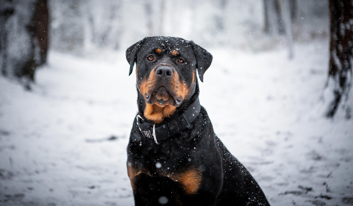 A large, hardy, black and tan dog with small 'v' flopped ears, small dark eyes and a short muzzle, sits gracefully on a blanket of snow in the woods, as a small flurry of snow continues to fall.