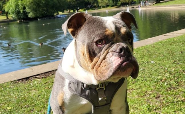 Doggy member Leo, the Bulldog sitting in front of a lake with ducks swimming.