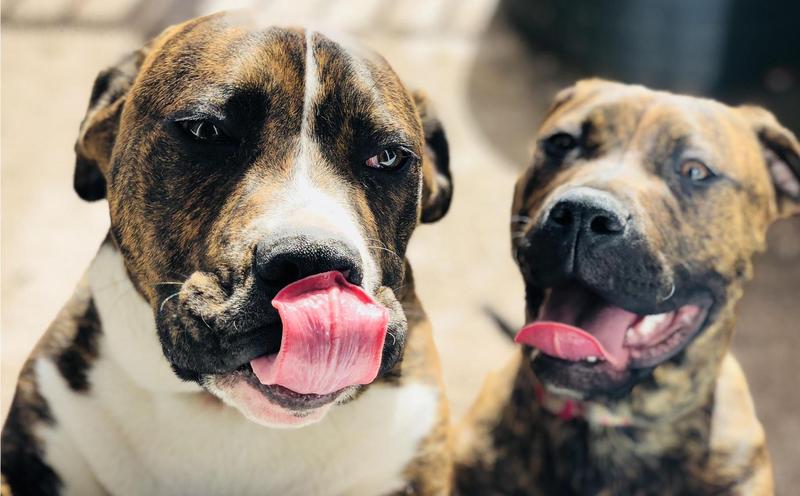 Why do dogs lick us?