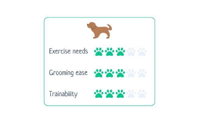 Mastiff  Exercise Needs 3/5 Grooming Ease 3/5 Trainability 3/5