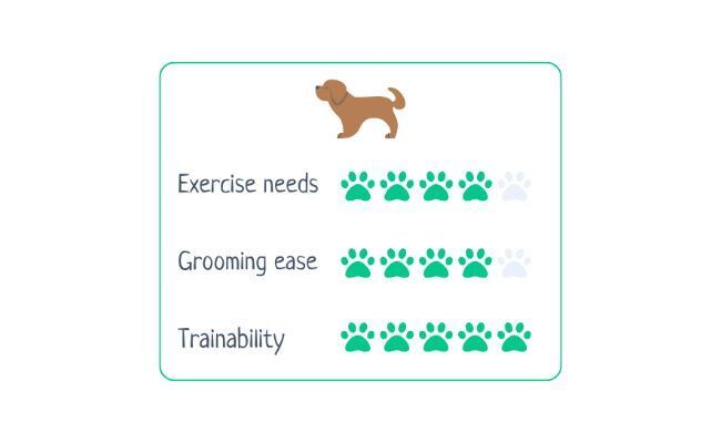 Labrador  Exercise Needs 4/5 Grooming Ease 4/5 Trainability 5/5