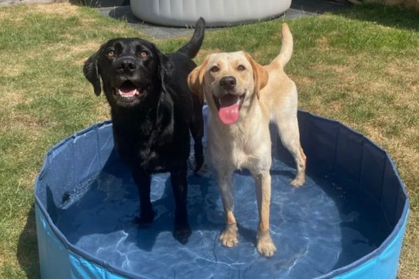 Winston and Evie, the Labrador retrievers