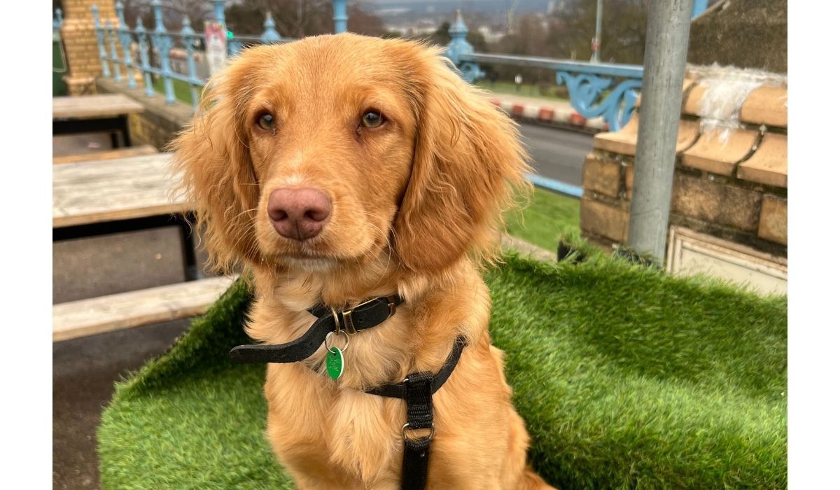 Dog friendly places to eat in Chesterfield