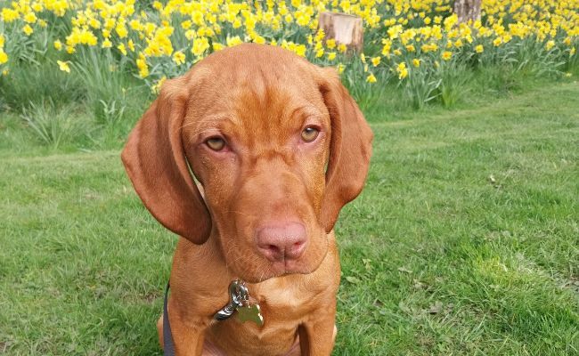 Doggy member Maisie, the Hungarian Vizsla standing in front of a field of daffodils