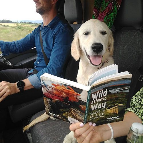 Cute and smiley Golden Retriever looking happy in a car