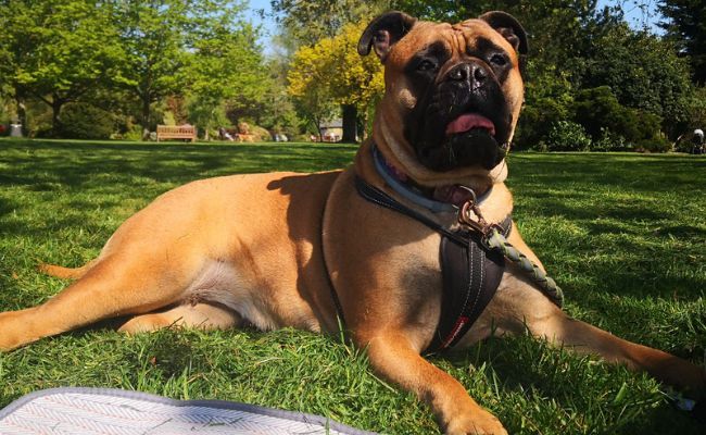 Yolka, the Bullmastiff lying down at a picnic in the local park