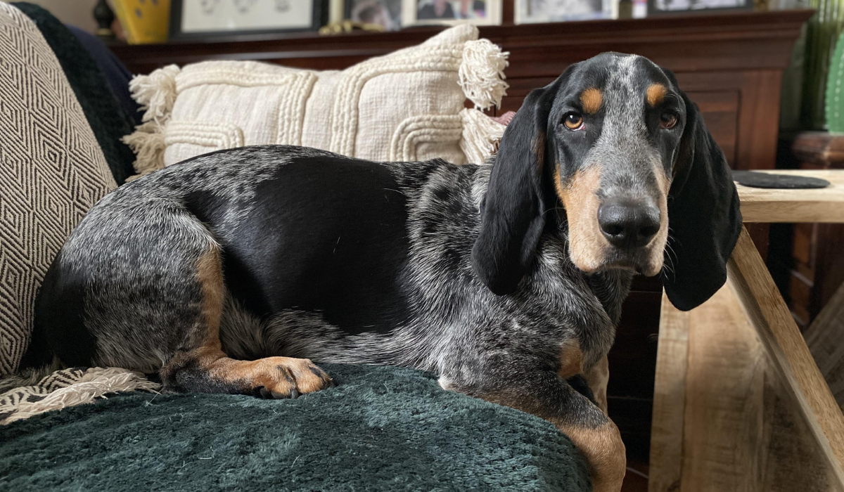 Doggy member Moose, the Basset Bleu De Gascogne, lying on the sofa with his front paws hanging off the edge, looking sweetly at the camera