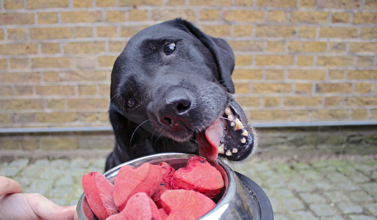 A gorgeous, black dog is diving into the bowl of Heart Biscuits tongue first!