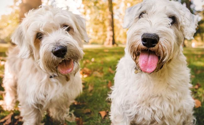 Rolo and Monty, the Sealyham Terrier