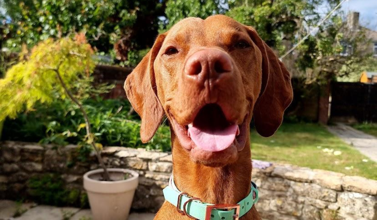 A very happy Hungarian Vizsla is sitting in the garden, smiling, enjoying the afternoon sun.